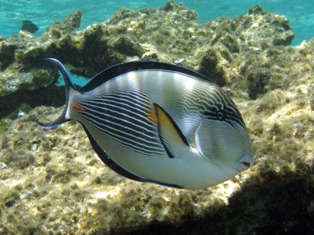 Acanthurus sohal